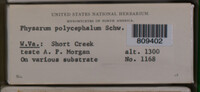 Physarum polycephalum image